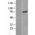 Western Blot: Rad17 Lysate [NBL1-15112] - Western Blot experiments. 
Left-Control; Right -Over-expression Lysate for RAD17